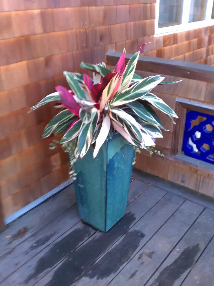 Expert lawn mowing service in San Leandro, CA by The Avant Gardener