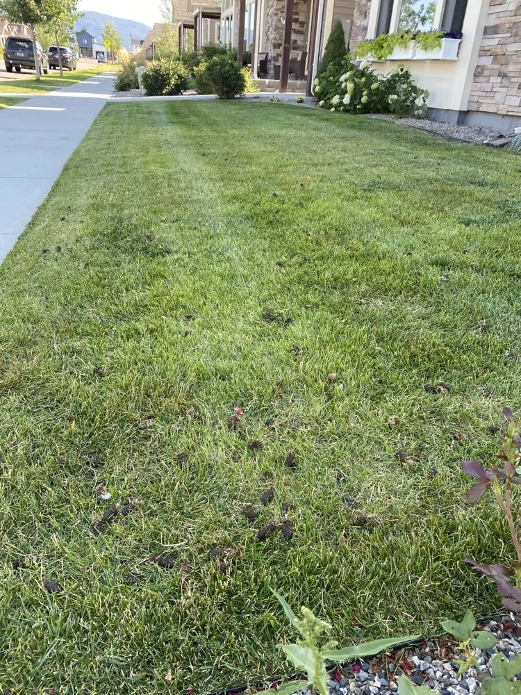 Local yard maintenance for year-round maintenance across Belgrade, MT - The Backyard Barber