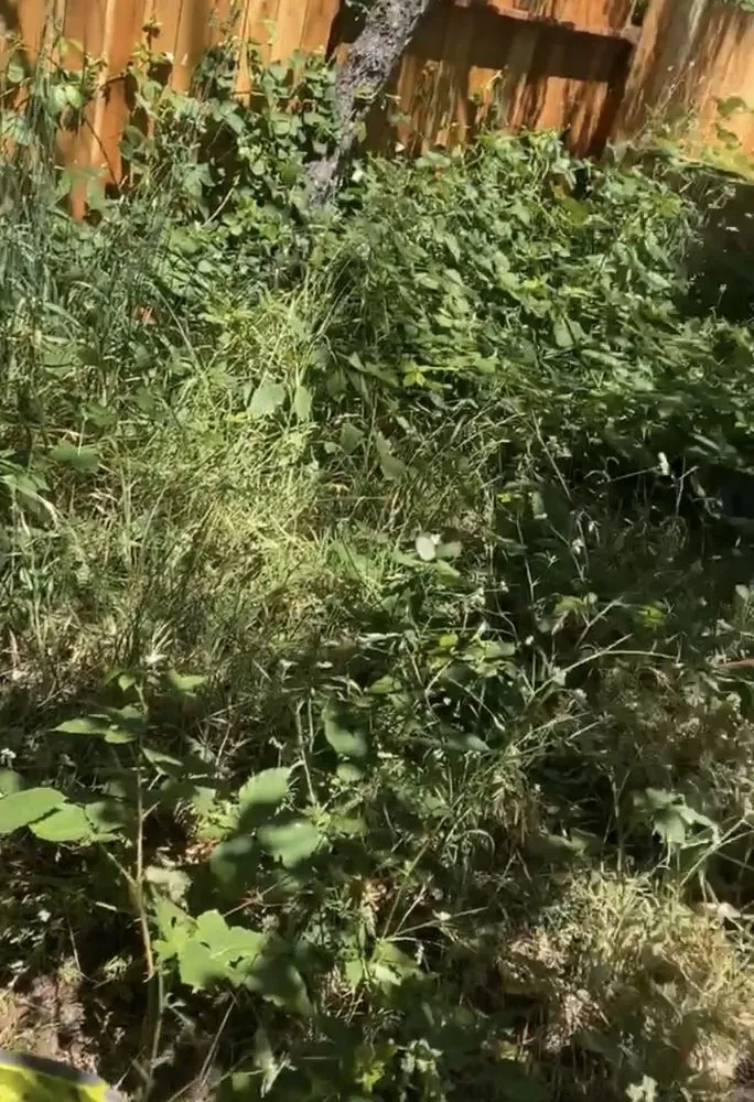 Professional yard maintenance for homes in Rohnert Park, CA by The Backyard Boys