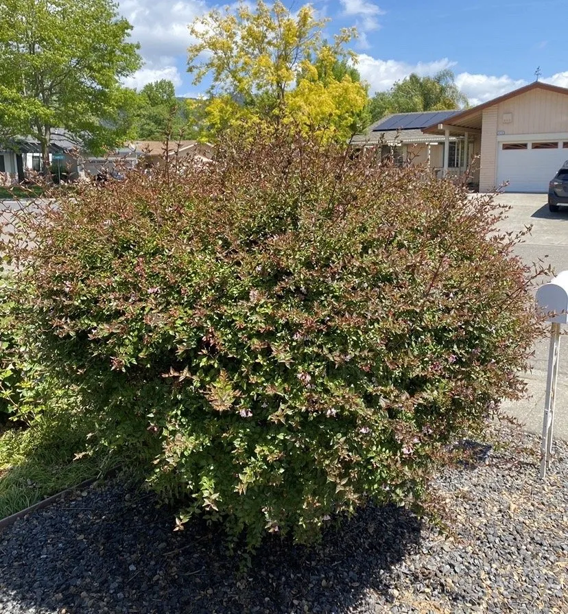 Affordable outdoor landscaping in Rohnert Park, CA - The Backyard Boys