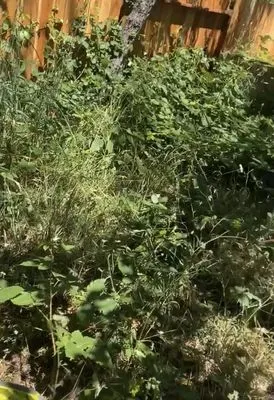 The Backyard Boys Logo