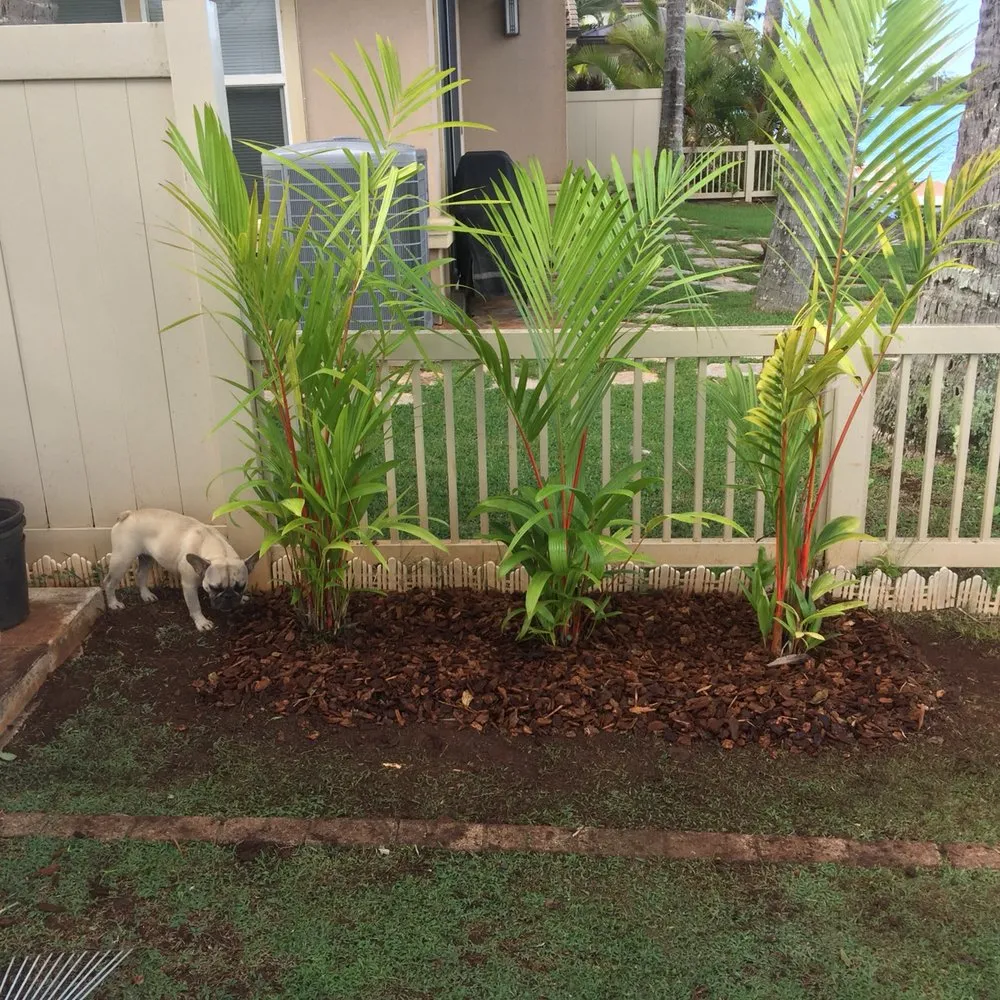 Trusted lawn mowing service for residential properties in Honolulu, HI by The Barechested Arborist