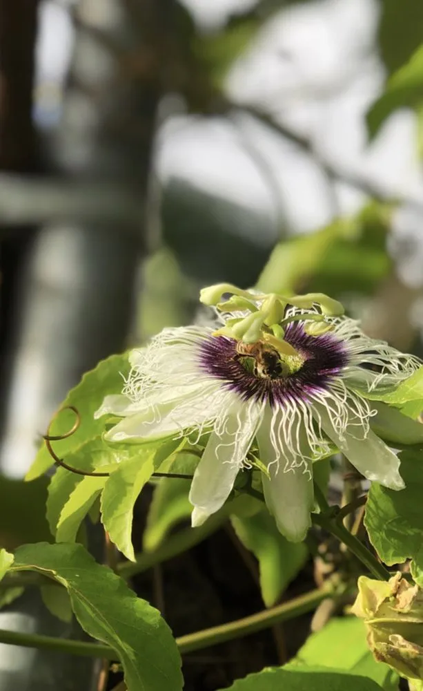 Professional lawn care service in Honolulu, HI by The Barechested Arborist