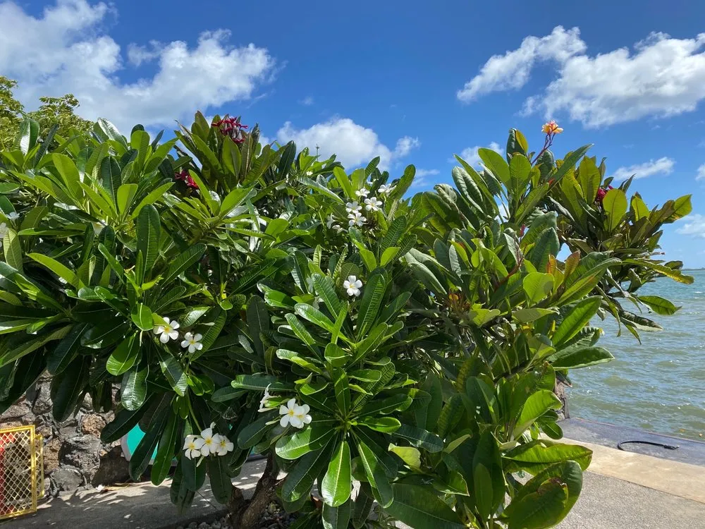 Local lawn mowing service experts serving Honolulu, HI - The Barechested Arborist