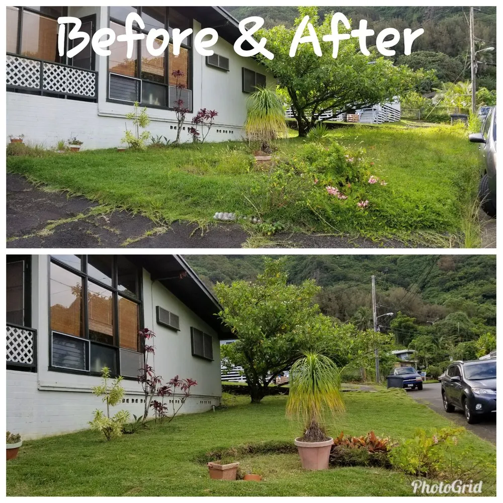 Reliable yard cleanup service in Honolulu, HI - The Barechested Arborist