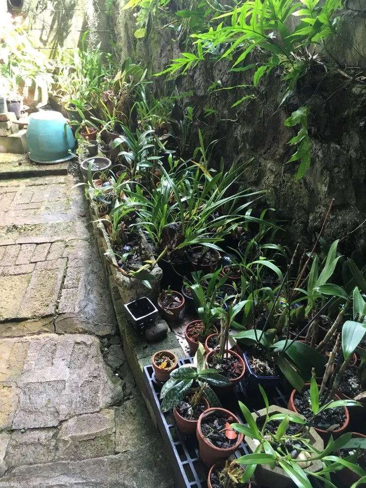 Custom garden landscaping in Honolulu, HI by The Barechested Arborist