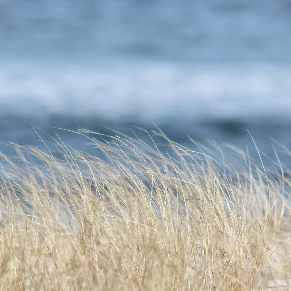 Custom outdoor landscaping in Forest Hills, MI by The Beach Grass Planting Service