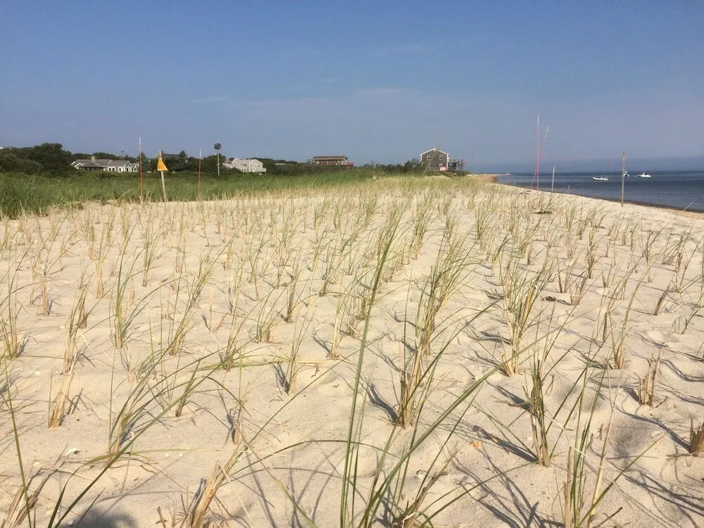 Trusted yard cleanup service in Forest Hills, MI by The Beach Grass Planting Service