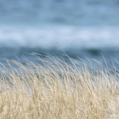 The Beach Grass Planting Service