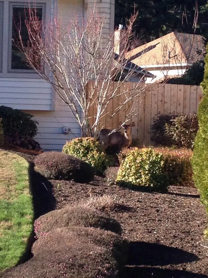 Expert lawn mowing service in Marysville, WA - The Bearded Craftsman Lawn Care