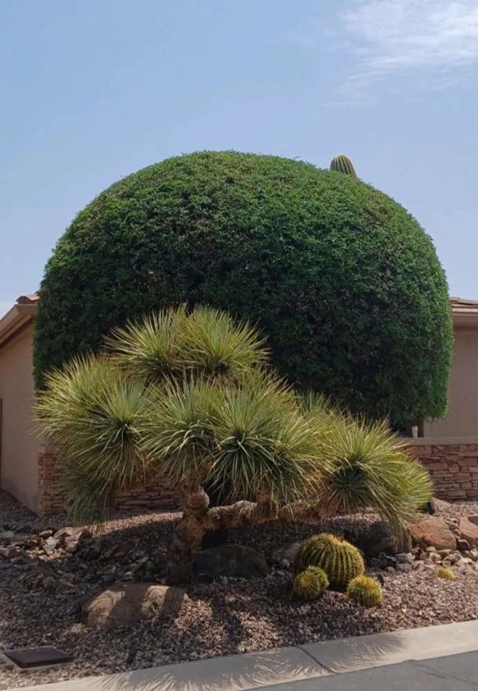 Affordable lawn mowing service near you across Sun Lakes, AZ - The Beaver Quality Landscaping