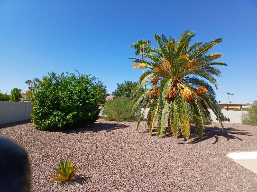 Professional lawn care service experts serving Sun Lakes, AZ - The Beaver Quality Landscaping