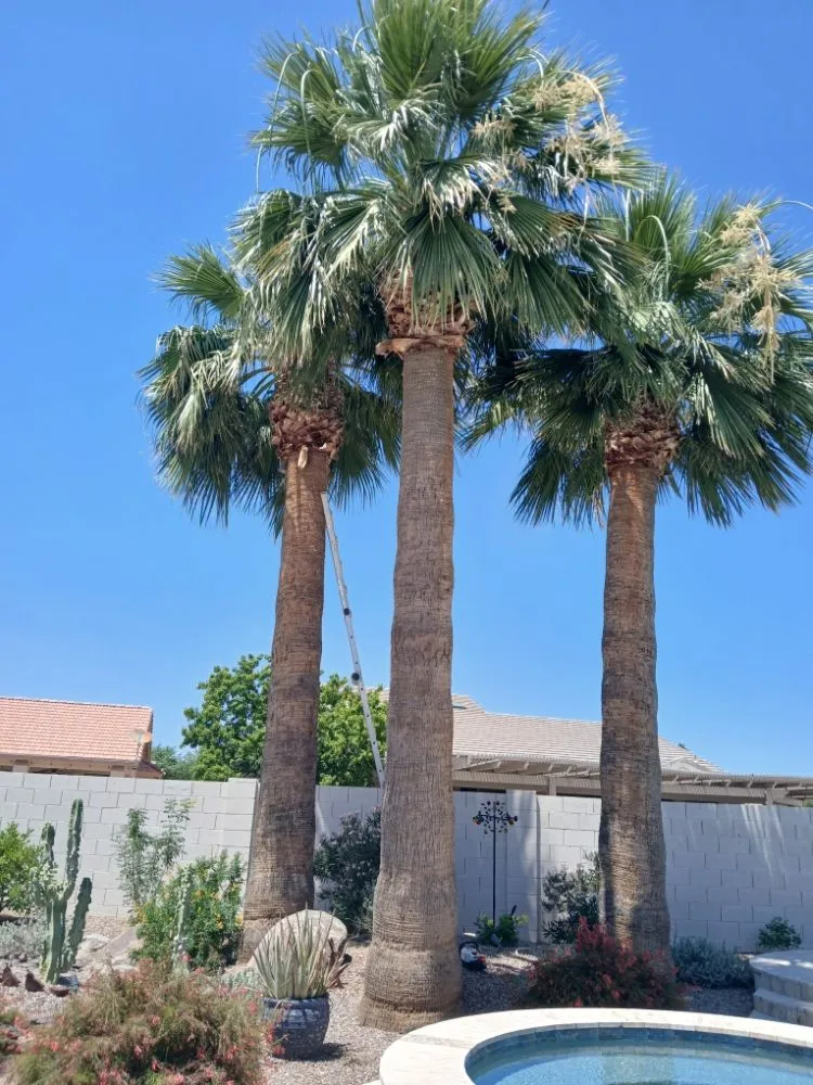 Expert yard cleanup service in Sun Lakes, AZ - The Beaver Quality Landscaping