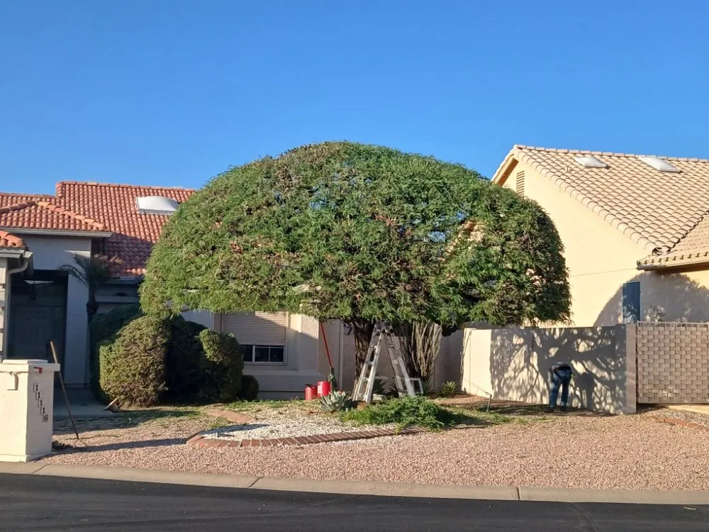 Custom lawn mowing service in Sun Lakes, AZ by The Beaver Quality Landscaping
