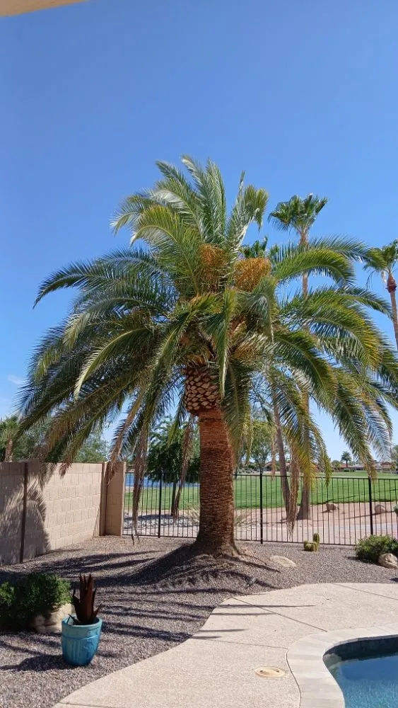Affordable garden landscaping for homes across Sun Lakes, AZ - The Beaver Quality Landscaping