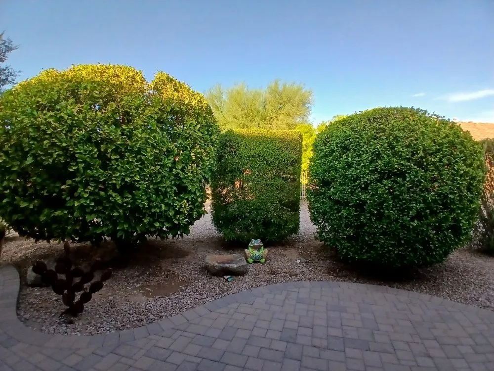 Local lawn care service experts serving Sun Lakes, AZ - The Beaver Quality Landscaping