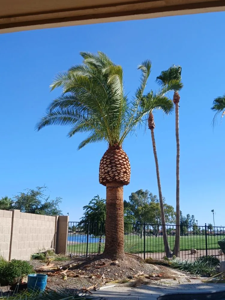 Custom residential landscaping for beautiful yards in Sun Lakes, AZ by The Beaver Quality Landscaping