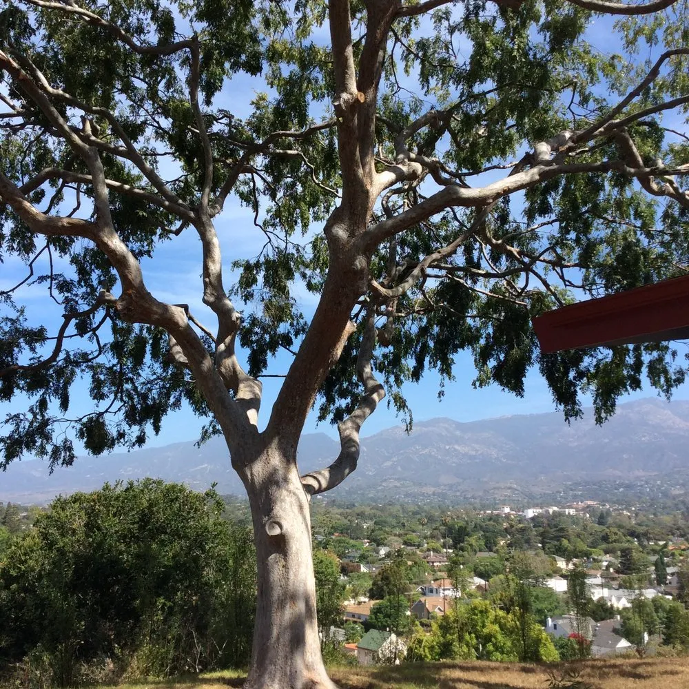 Expert landscape design for beautiful yards across Santa Barbara, CA - The Beaver Tree Company