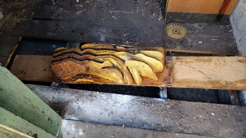 Reliable outdoor landscaping in Clewiston, FL - The Bee Guys - Honey Bee Removal