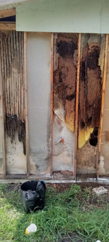 Custom garden landscaping for beautiful yards in Clewiston, FL by The Bee Guys - Honey Bee Removal