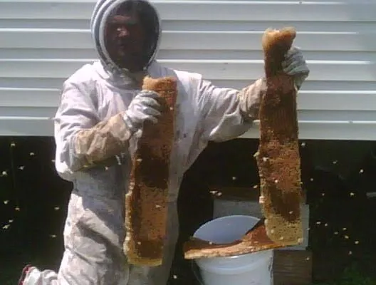 Affordable yard cleanup service in Clewiston, FL by The Bee Guys - Honey Bee Removal