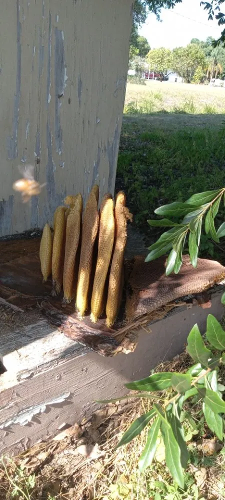 Trusted landscaping services in Clewiston, FL by The Bee Guys - Honey Bee Removal