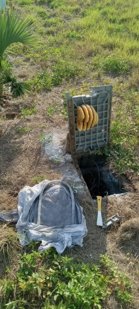 Professional lawn care service for outdoor upgrades in Clewiston, FL by The Bee Guys - Honey Bee Removal