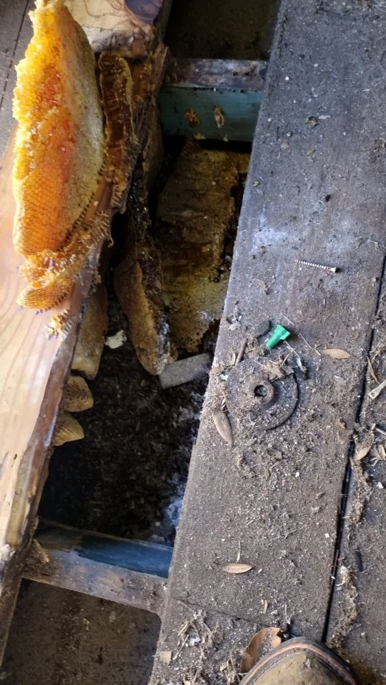 Expert landscaping services experts serving Clewiston, FL - The Bee Guys - Honey Bee Removal