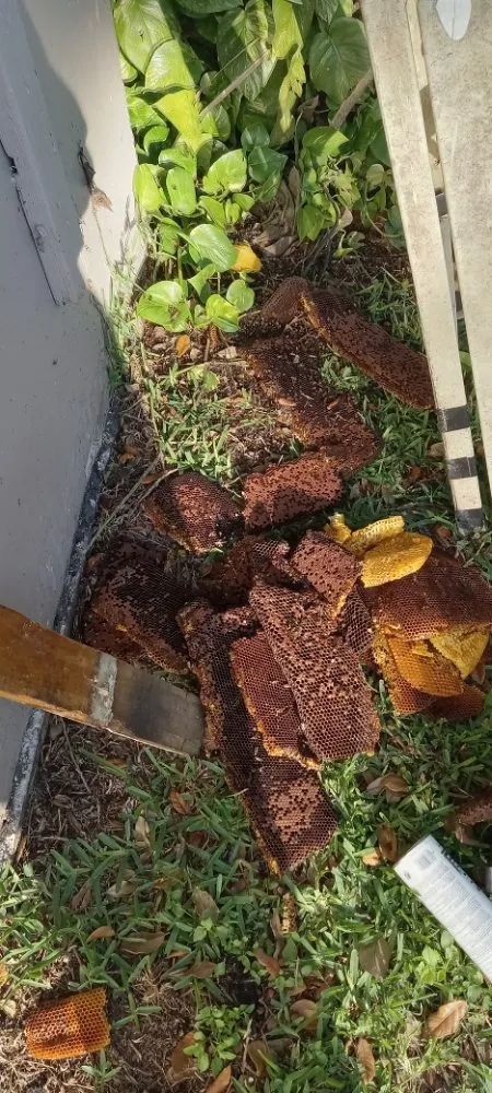 Custom yard maintenance in Clewiston, FL by The Bee Guys - Honey Bee Removal