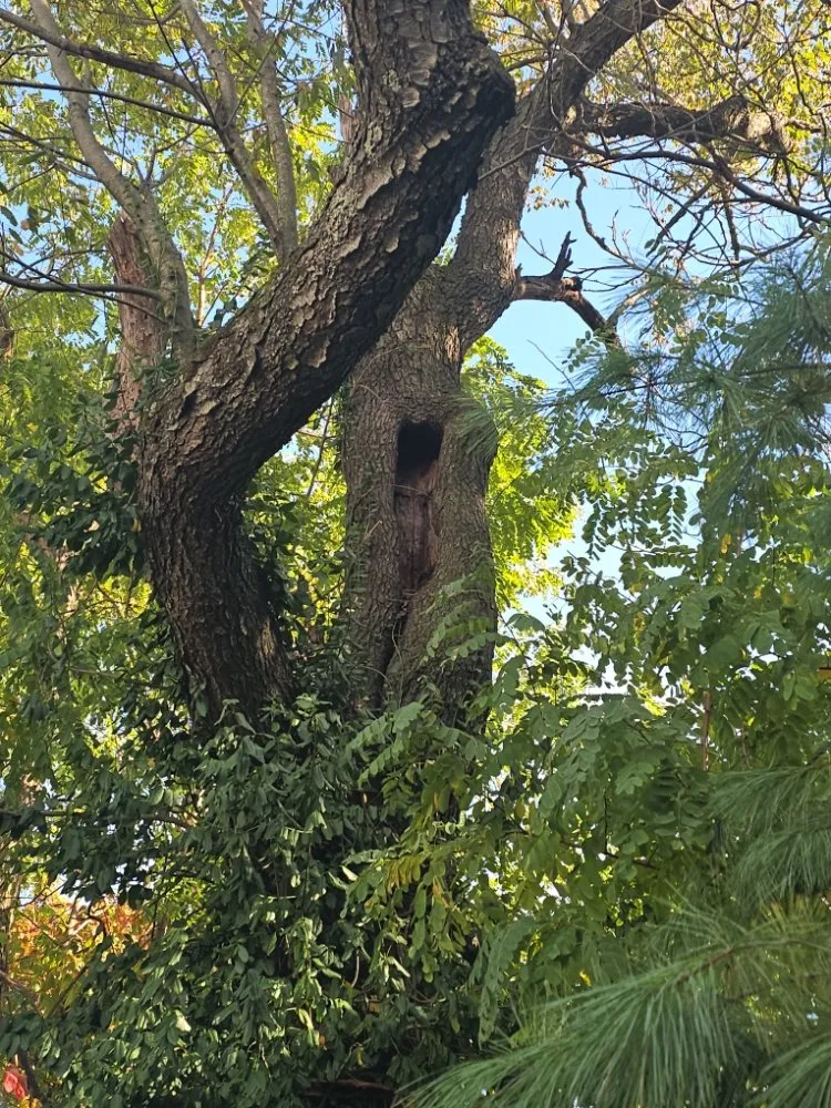 Local residential landscaping for homes in Frederick, MD by The Best Friends Landscaping