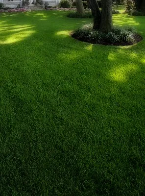 The Best Grass Logo