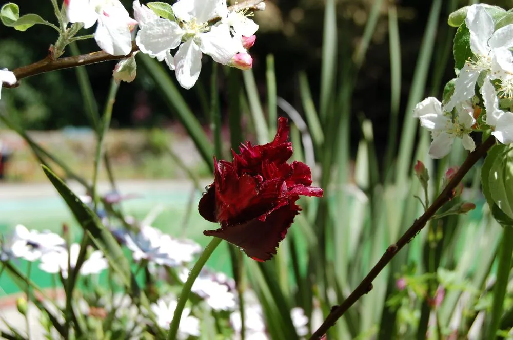 Trusted outdoor landscaping experts serving Santa Rosa, CA - The Best Guys