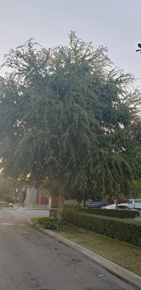 Trusted landscaping services experts serving Bakersfield, CA - The Best Landscaping