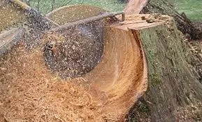 Professional residential landscaping in Providence, RI by The Best Never Rest Landscaping