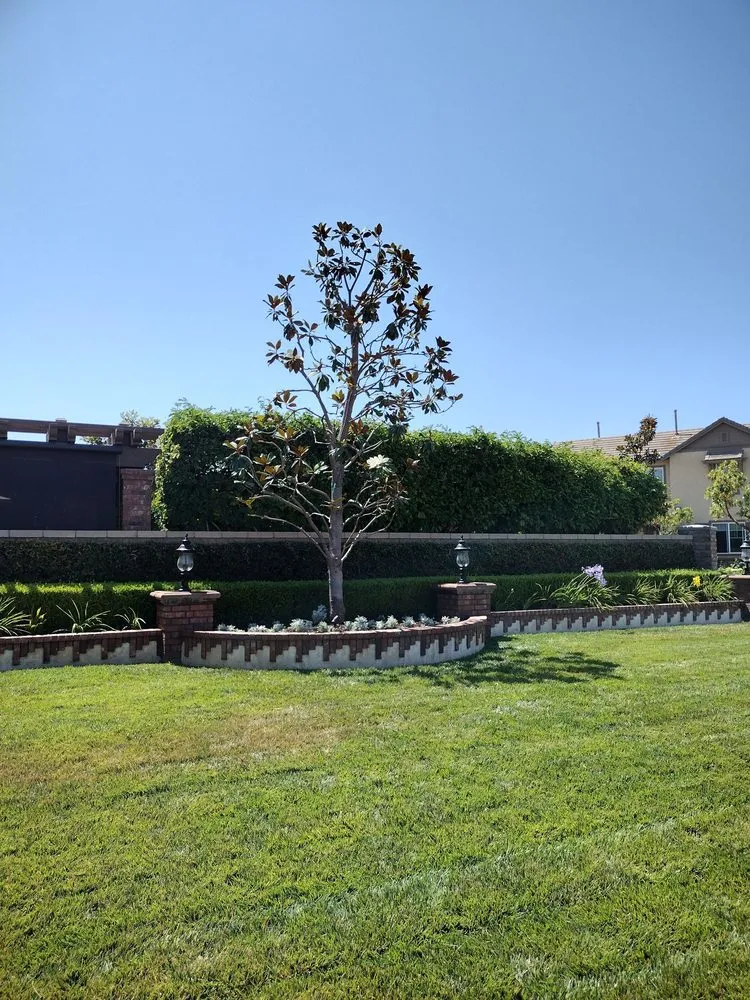 Custom yard cleanup service in Costa Mesa, CA by The Best Tree Service