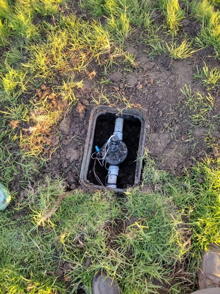 Reliable yard maintenance with custom design across Costa Mesa, CA - The Best Tree Service