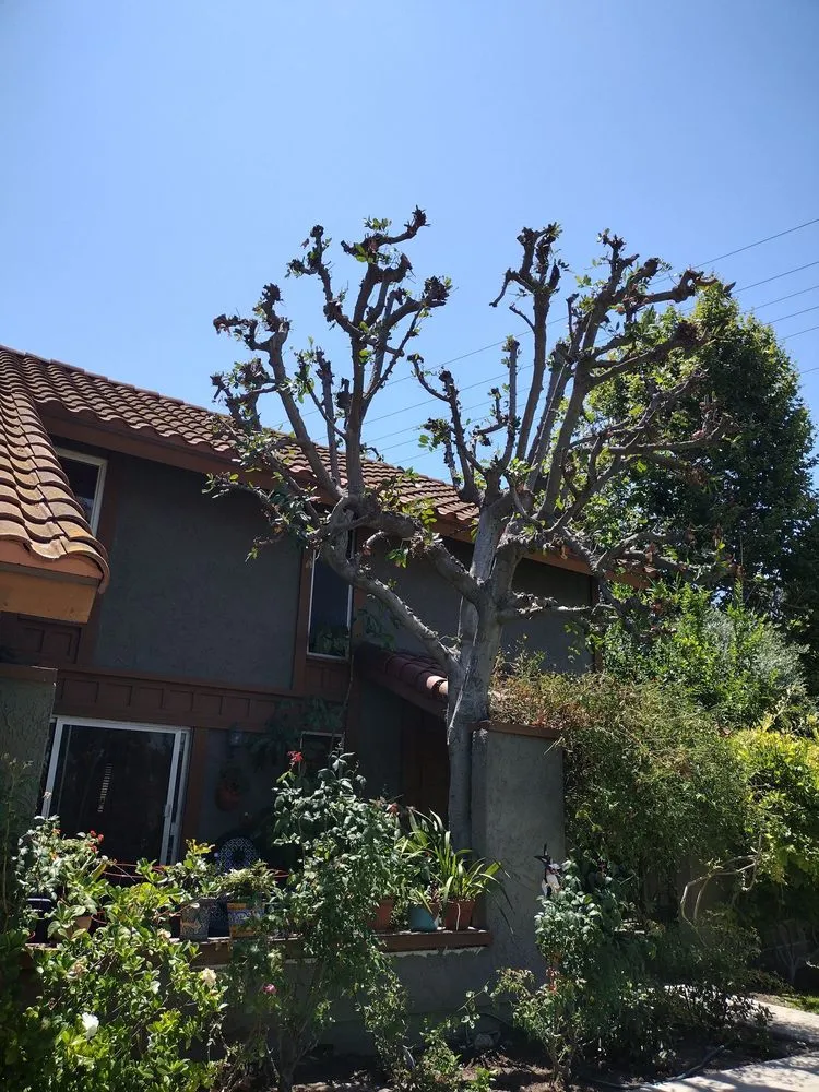 Professional lawn care service for outdoor upgrades across Costa Mesa, CA - The Best Tree Service