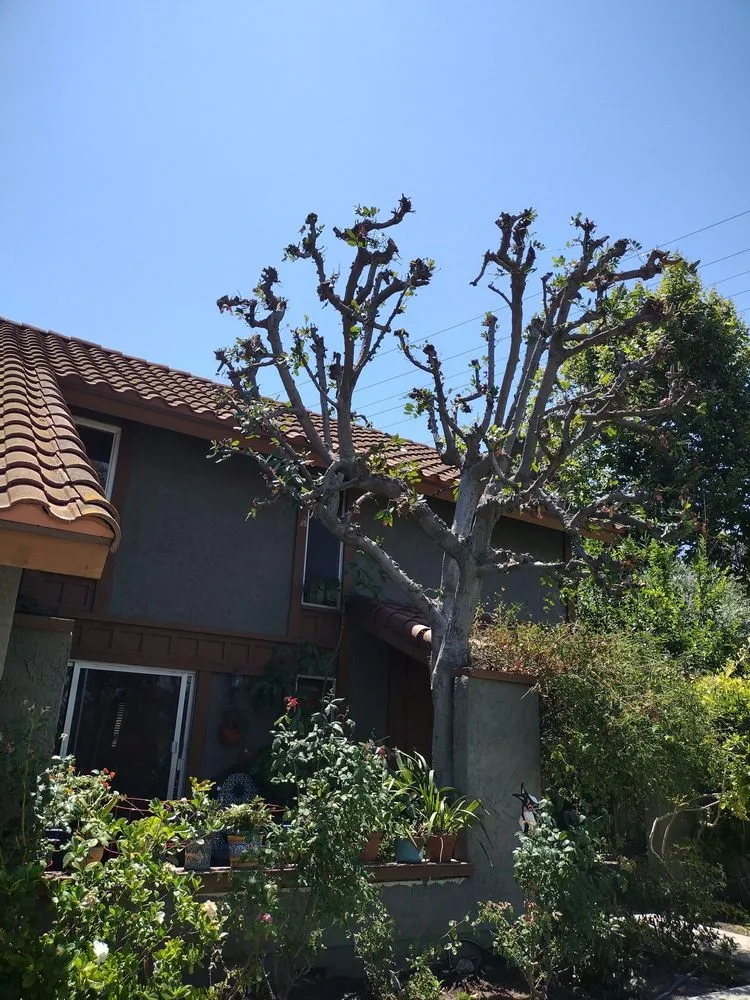 Local garden landscaping near you in Costa Mesa, CA by The Best Tree Service