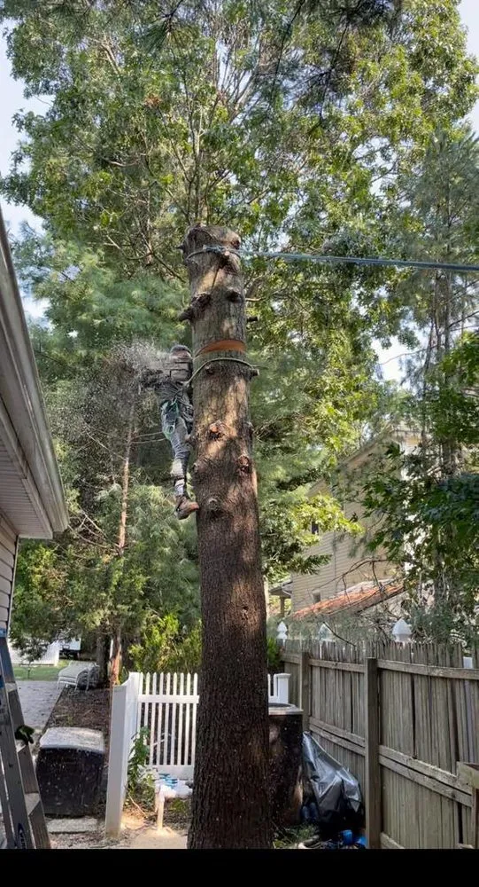 Top-rated residential landscaping in Centereach, NY by The Big Forest Tree Service