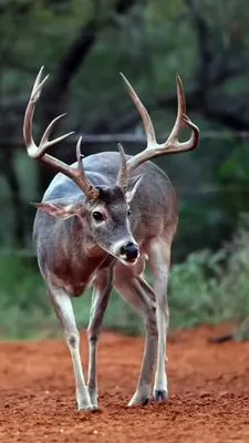 The  Big Horns Landcaping