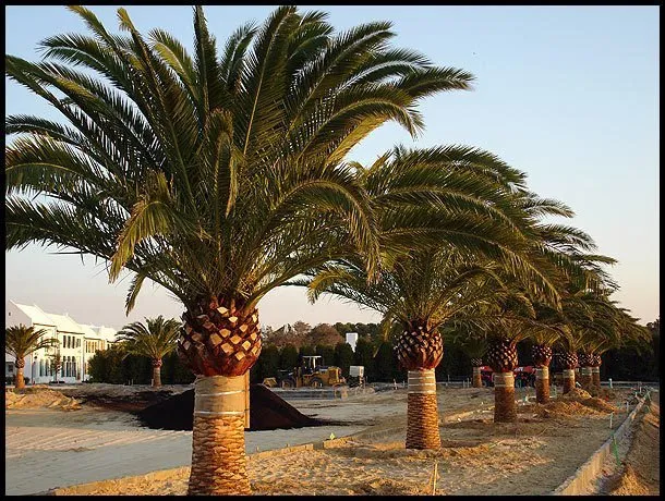 Trusted landscape design in Miami, FL - The Billy Goat