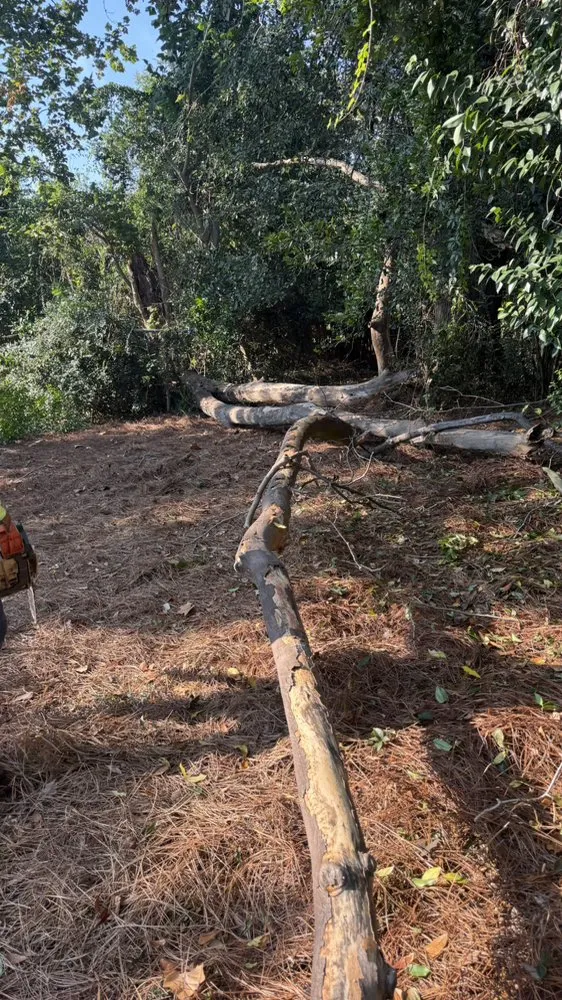 Local landscape design for residential properties across Grovetown, GA - The Binzha Landscape