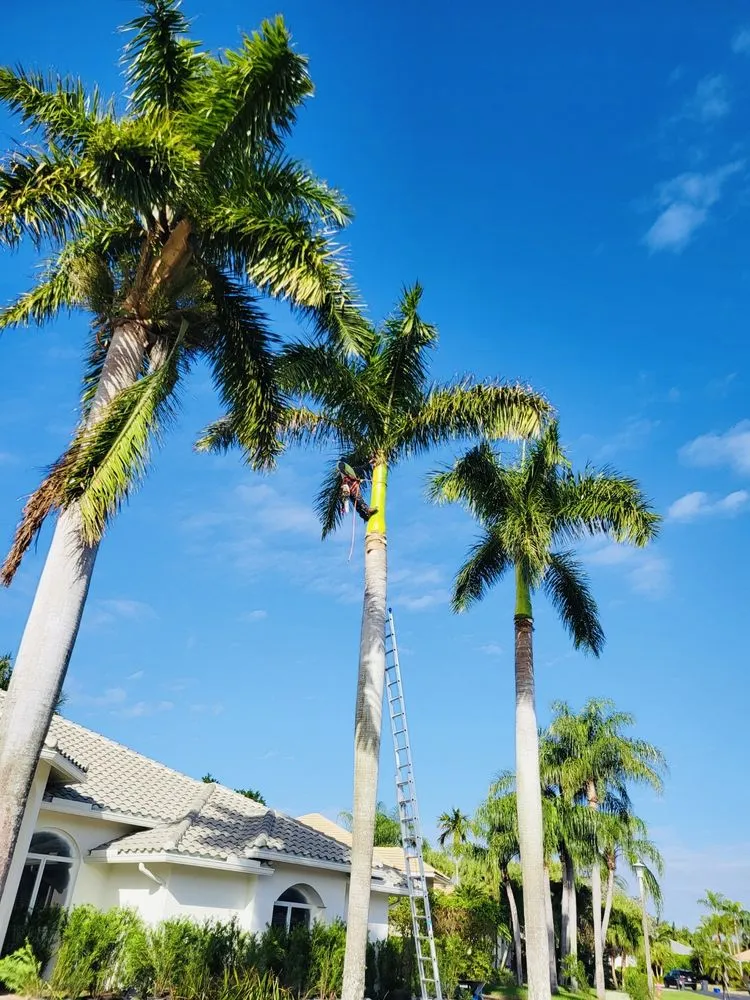 Trusted lawn care service in Lake Worth, FL - The Bless Landscaping