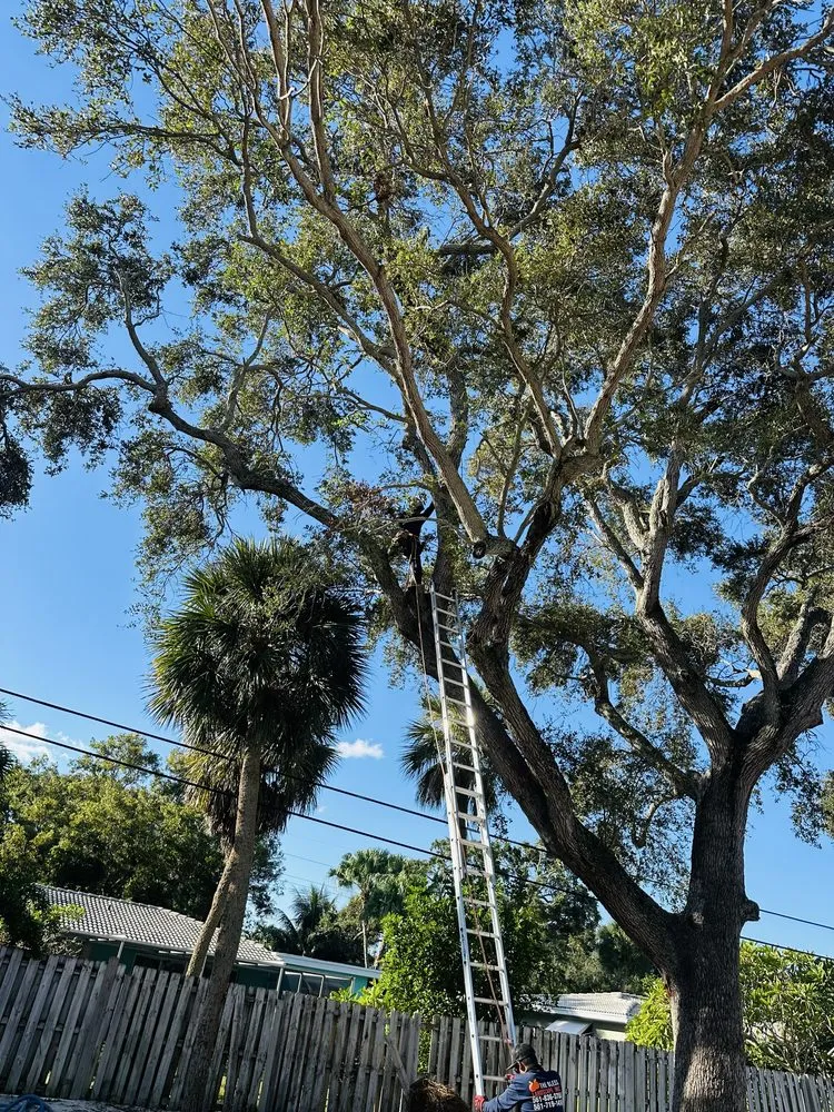 Local yard maintenance experts serving Lake Worth, FL - The Bless Landscaping