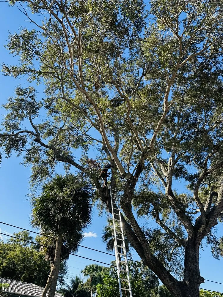 Professional residential landscaping in Lake Worth, FL - The Bless Landscaping