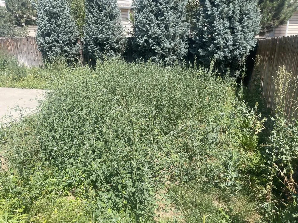 Custom outdoor landscaping experts serving Colorado Springs, CO - The BOOM Bros Lawn & Garden