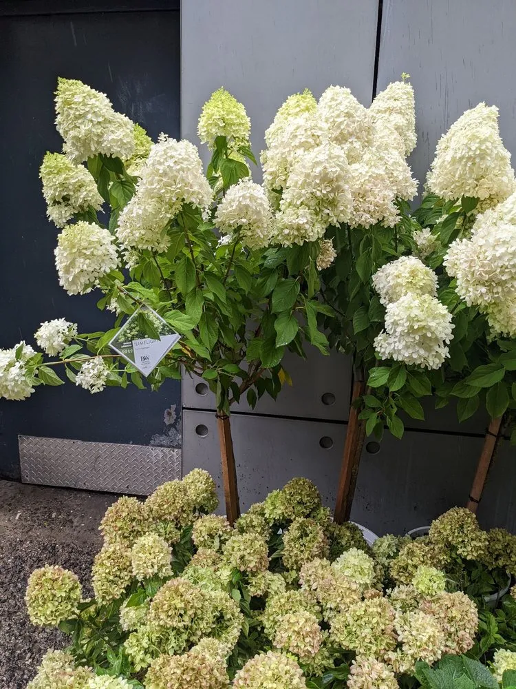 Custom landscape design in Brooklyn, NY by The Brownstone Gardener