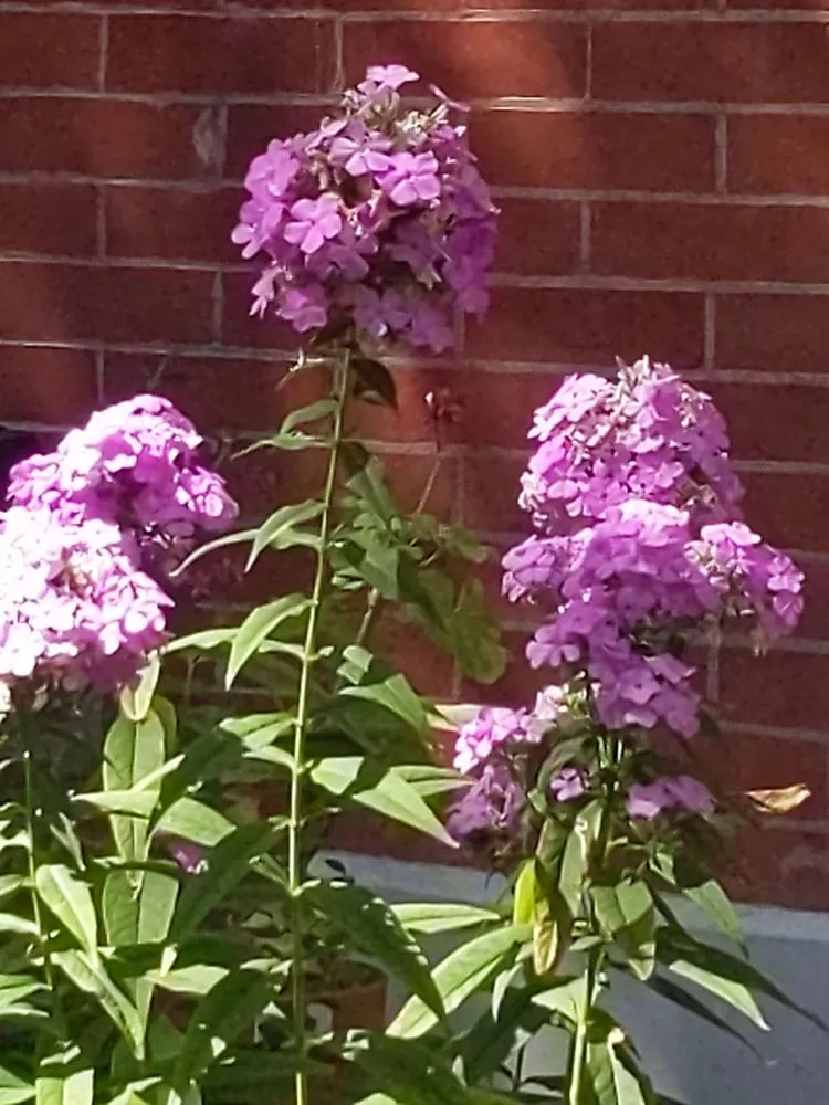 Professional yard maintenance in Brooklyn, NY - The Brownstone Gardener