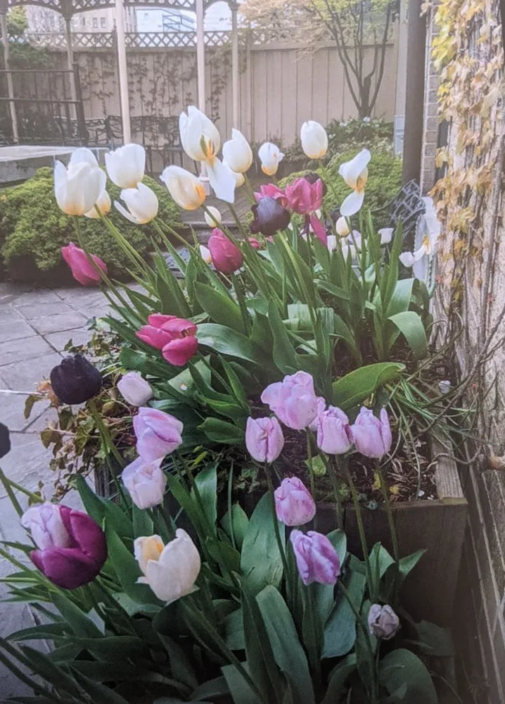 Custom garden landscaping in Brooklyn, NY by The Brownstone Gardener