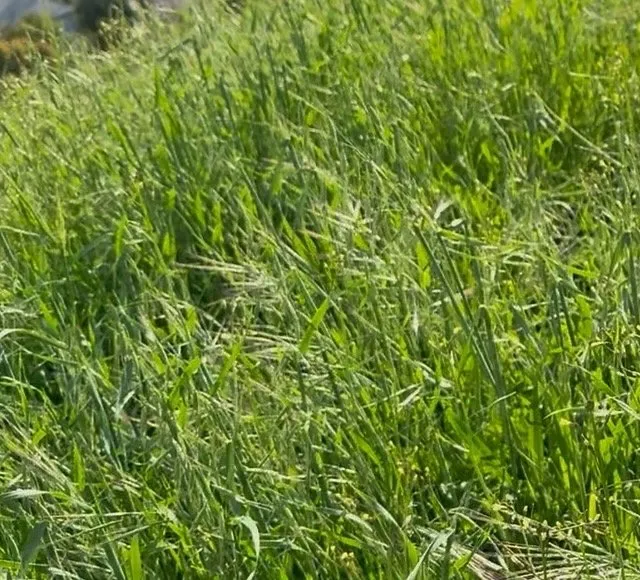 Custom residential landscaping for beautiful yards across Los Angeles, CA - The Brush Clearance